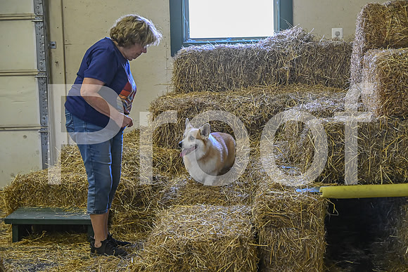 NBP_Barn hunt-426