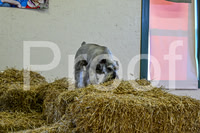 NBP_Barn hunt-7
