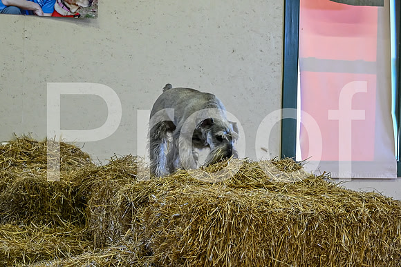 NBP_Barn hunt-7