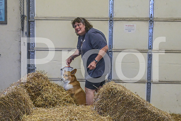 NBP_Barn hunt-497