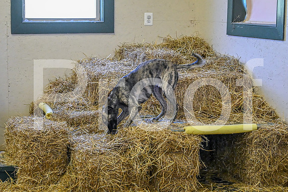 NBP_Barn hunt-158