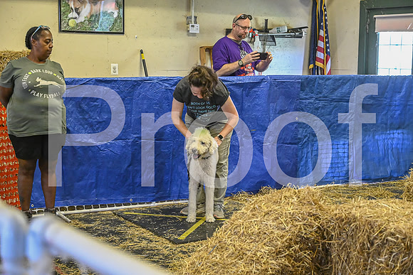 NBP_Barn hunt-275