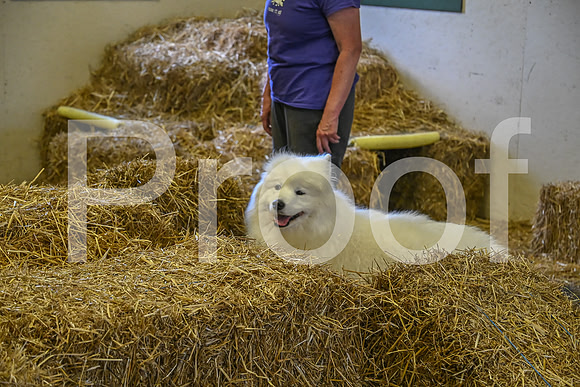 NBP_Barn hunt-270