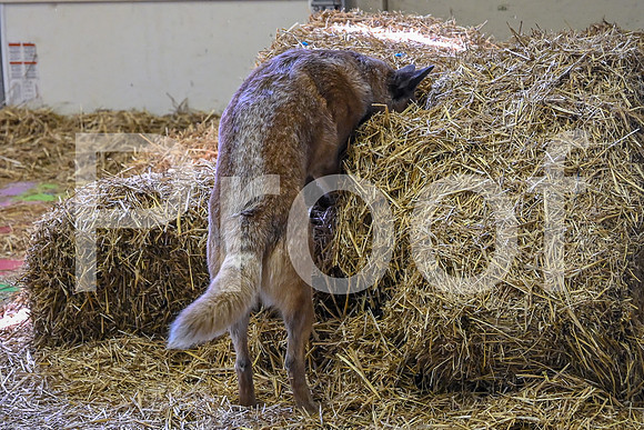 NBP_Barn hunt-121