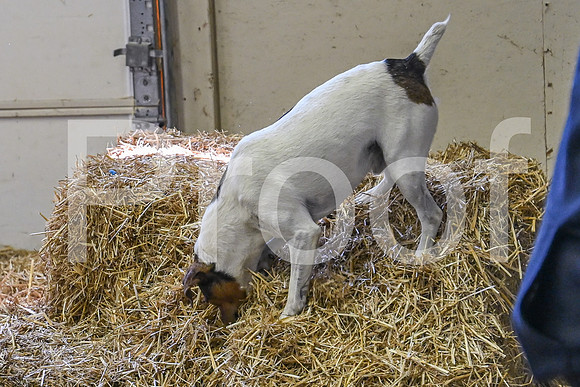 NBP_Barn hunt-135