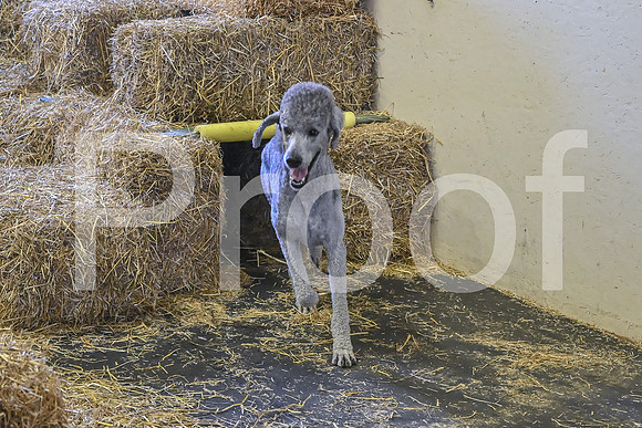 NBP_Barn hunt-459