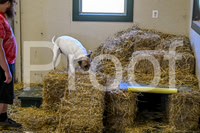 NBP_Barn hunt-47