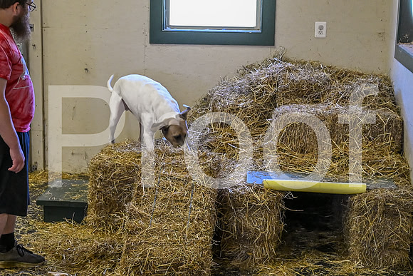 NBP_Barn hunt-47