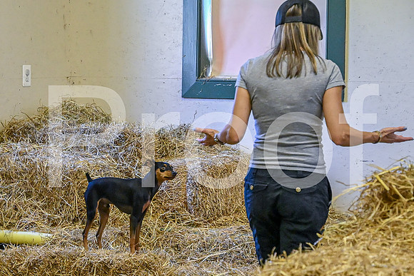 NBP_Barn hunt-142
