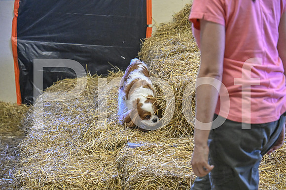 NBP_Barn hunt-385