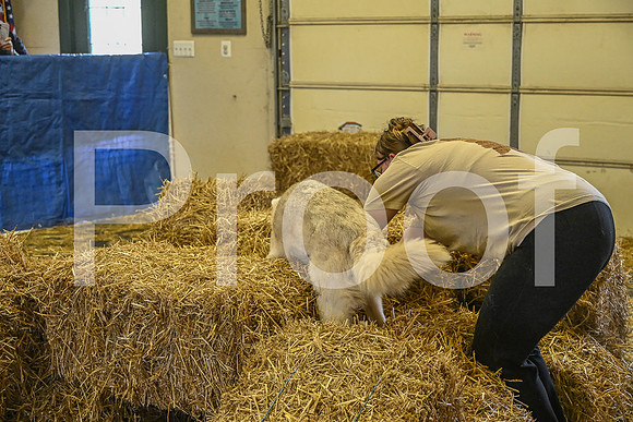 NBP_Barn hunt-316