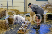 NBP_Barn hunt-33