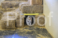 NBP_Barn hunt-416