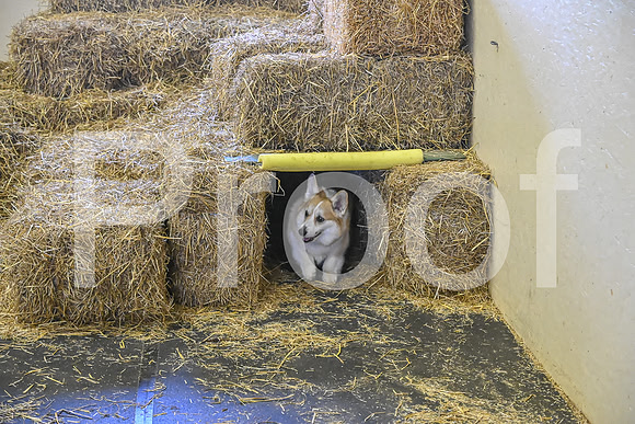 NBP_Barn hunt-416