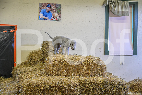 NBP_Barn hunt-290
