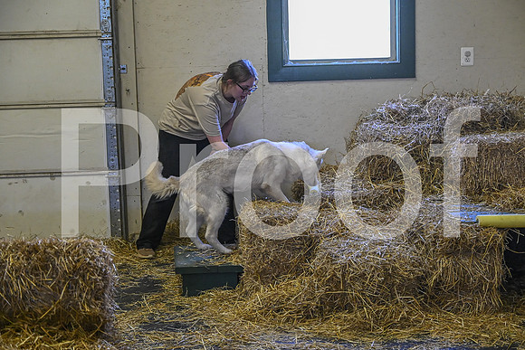 NBP_Barn hunt-318