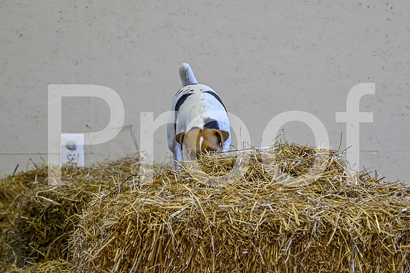 NBP_Barn hunt-91