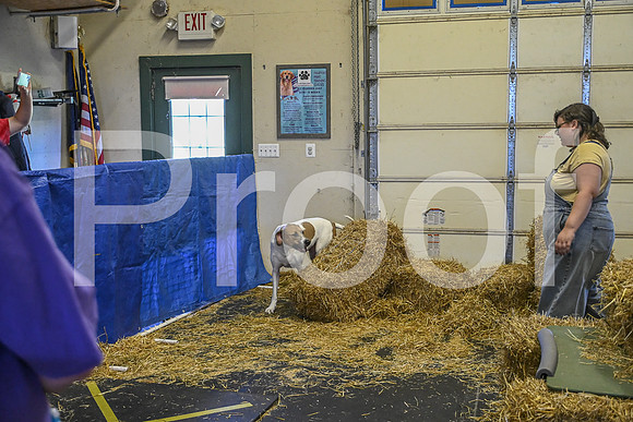 NBP_Barn hunt-232