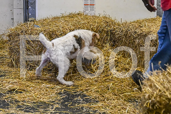 NBP_Barn hunt-103