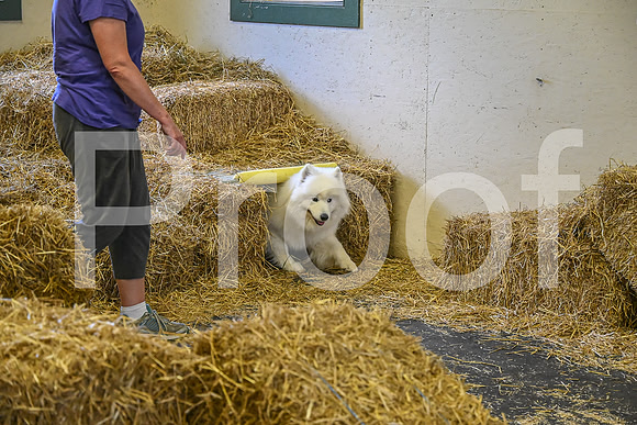 NBP_Barn hunt-268