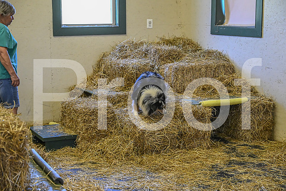 NBP_Barn hunt-203