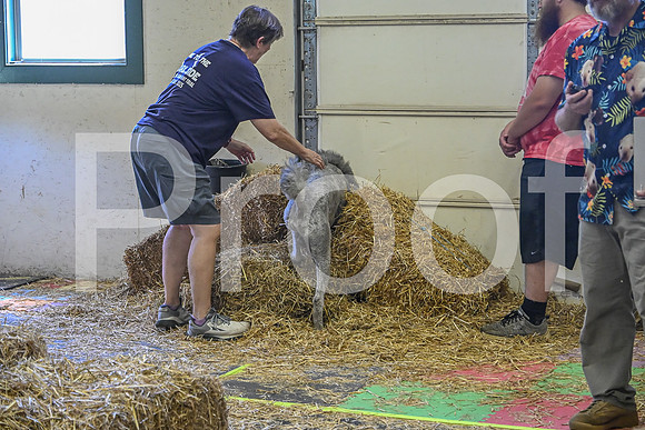 NBP_Barn hunt-321