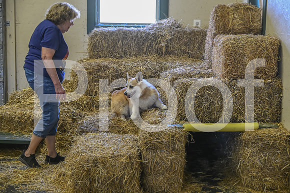 NBP_Barn hunt-419