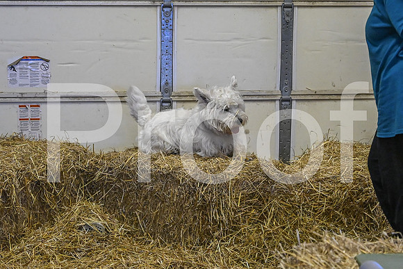 NBP_Barn hunt-117