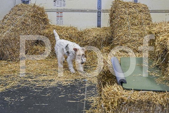 NBP_Barn hunt-144