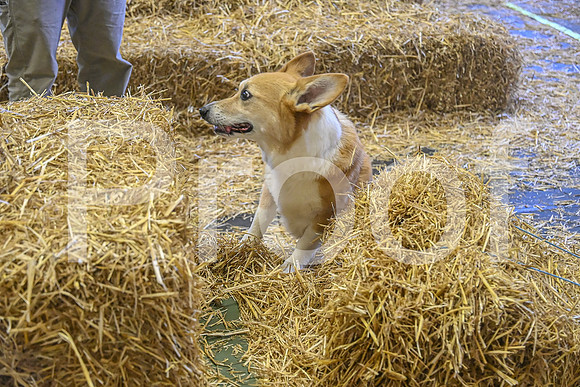 NBP_Barn hunt-431