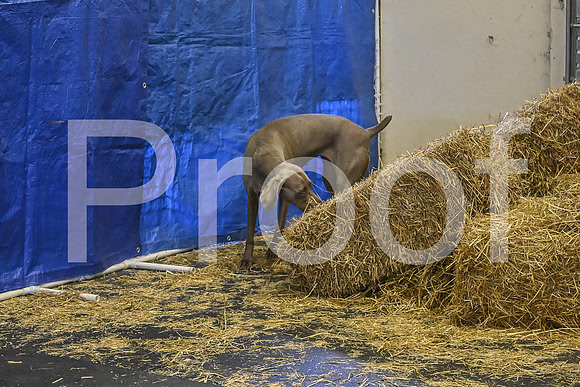 NBP_Barn hunt-432