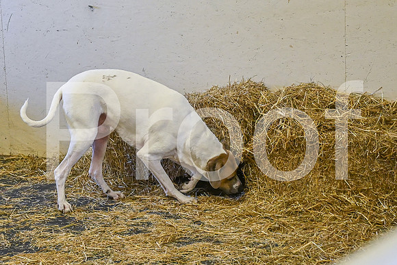 NBP_Barn hunt-134