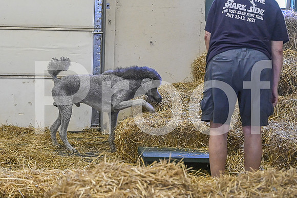 NBP_Barn hunt-460