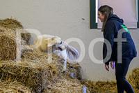 NBP_Barn hunt-24
