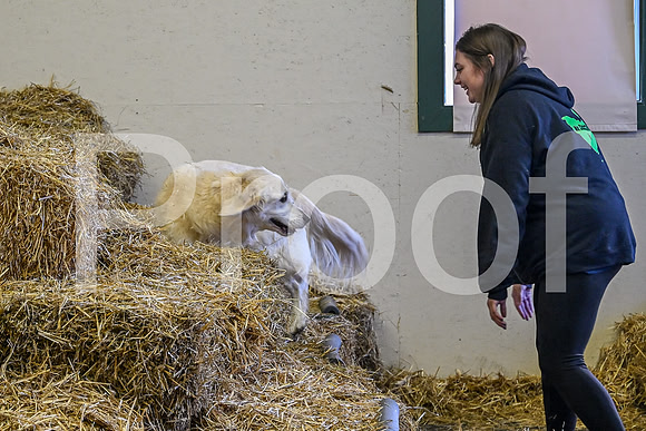 NBP_Barn hunt-24