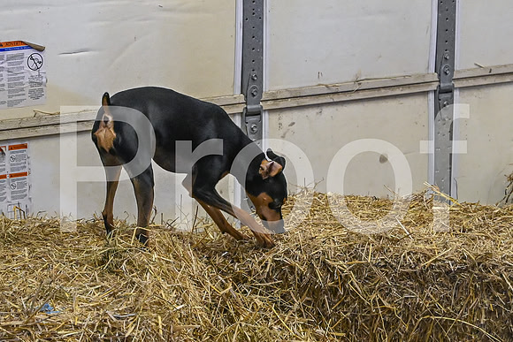 NBP_Barn hunt-98