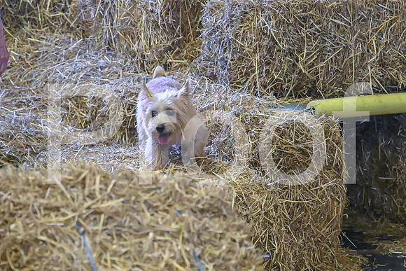 NBP_Barn hunt-454