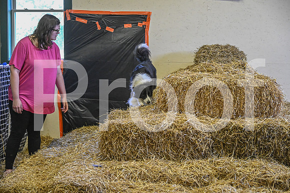 NBP_Barn hunt-354