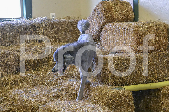NBP_Barn hunt-463