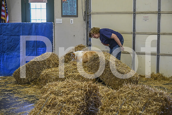 NBP_Barn hunt-420