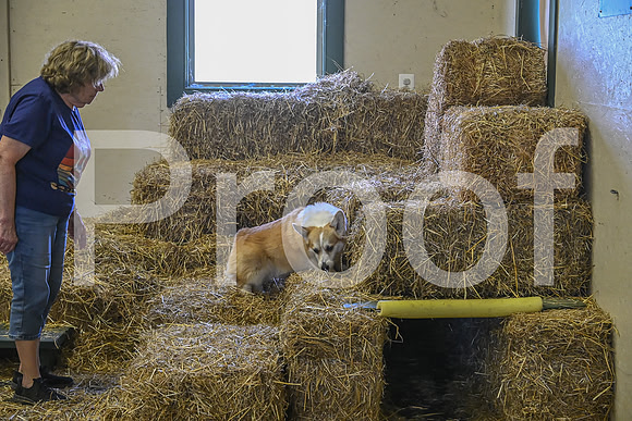 NBP_Barn hunt-417
