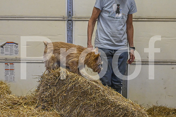 NBP_Barn hunt-446