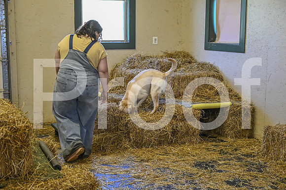 NBP_Barn hunt-189