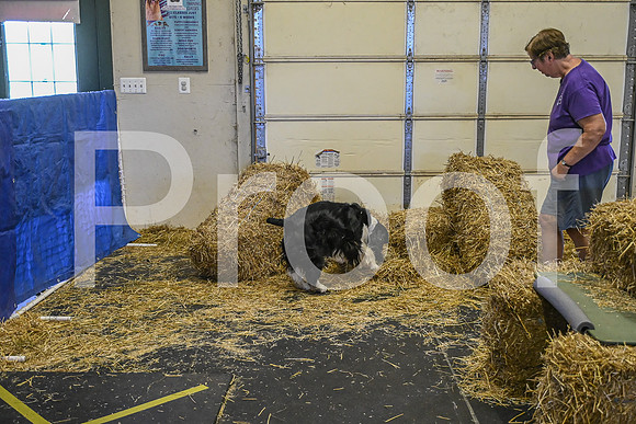 NBP_Barn hunt-214