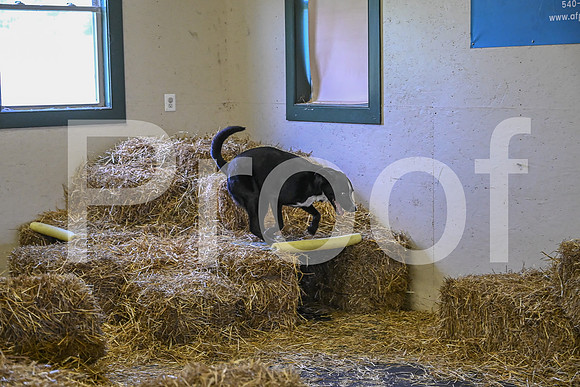 NBP_Barn hunt-294