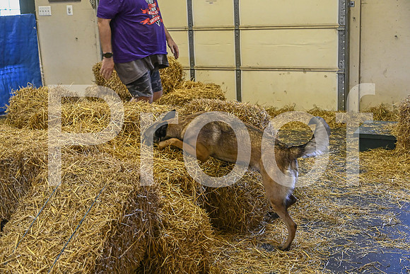 NBP_Barn hunt-302