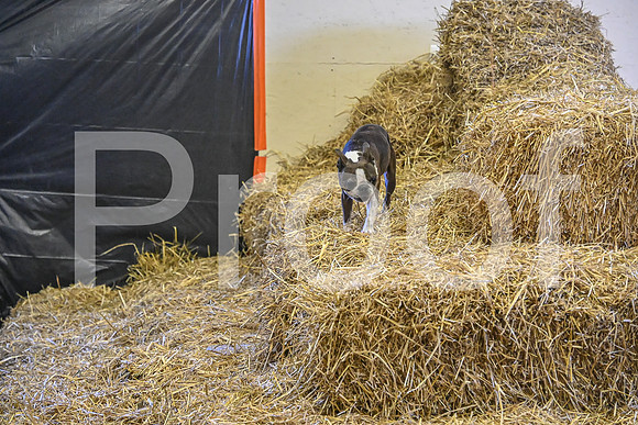 NBP_Barn hunt-248