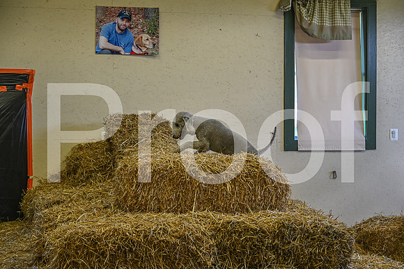 NBP_Barn hunt-286
