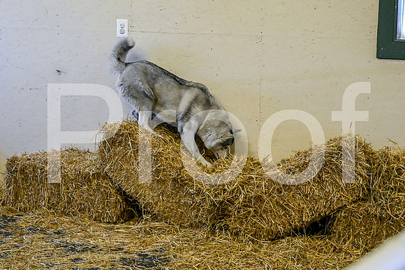 NBP_Barn hunt-150
