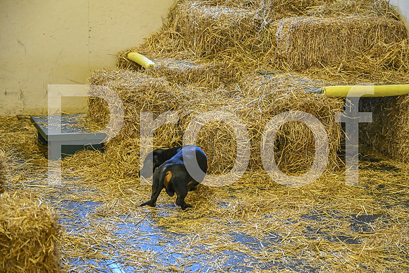NBP_Barn hunt-177
